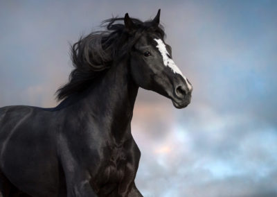 Black horse portrait in motion