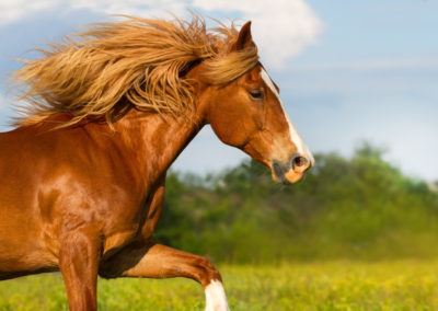 Red horse with long mane portrait run outdoor in summer day