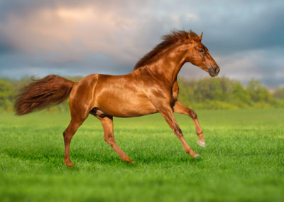 Red horse run on green grass against beautiful sky